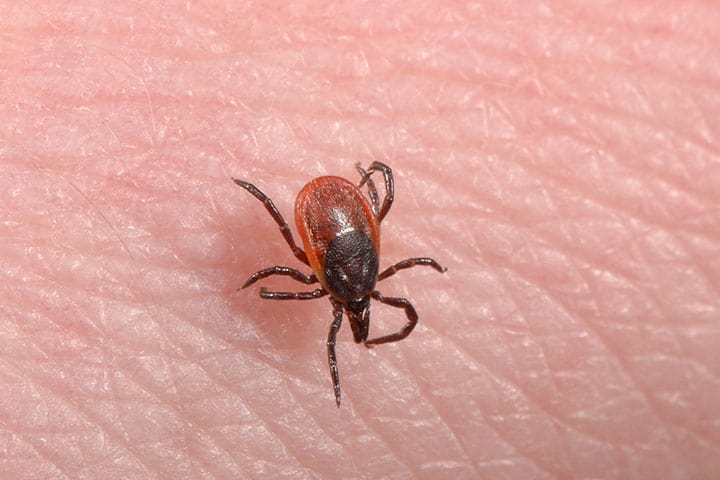 Lyme Disease In Babies – Everything You Need To Know